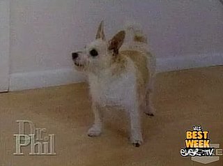 Lady Translates Her Dog's Barking on Dr. Phil